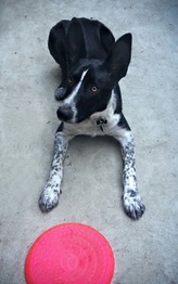Mcnab frisbee dog