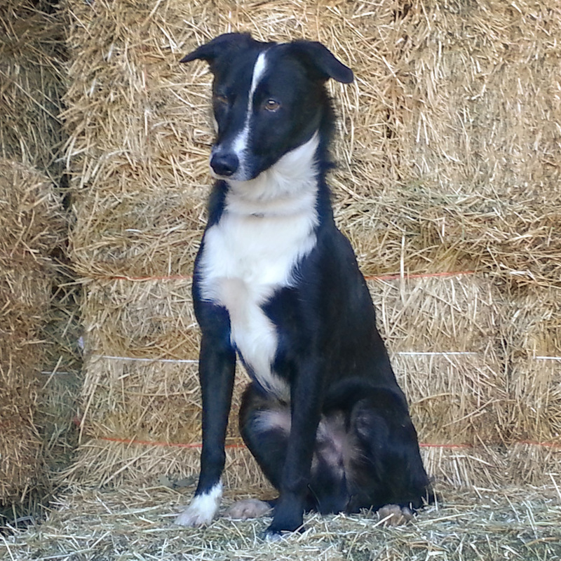 Pictures Of Garcin Mcnab And Mcnab Border Collie Puppies From Past